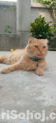 Traditional Persian cat
